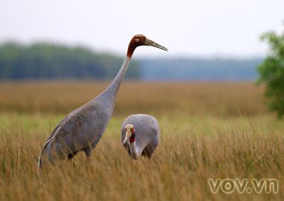 Des grues à tête rouge dans le parc national de Tram Chim